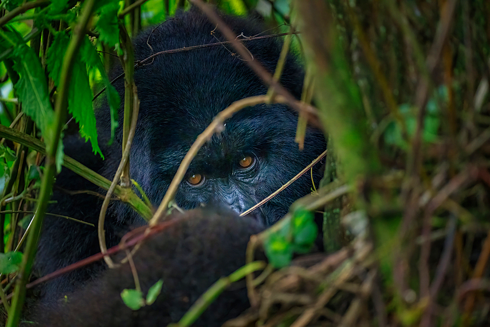 A mountain gorilla, a member of the Agasha family in the mountains of Volcanos National Park, Rwanda, Africa