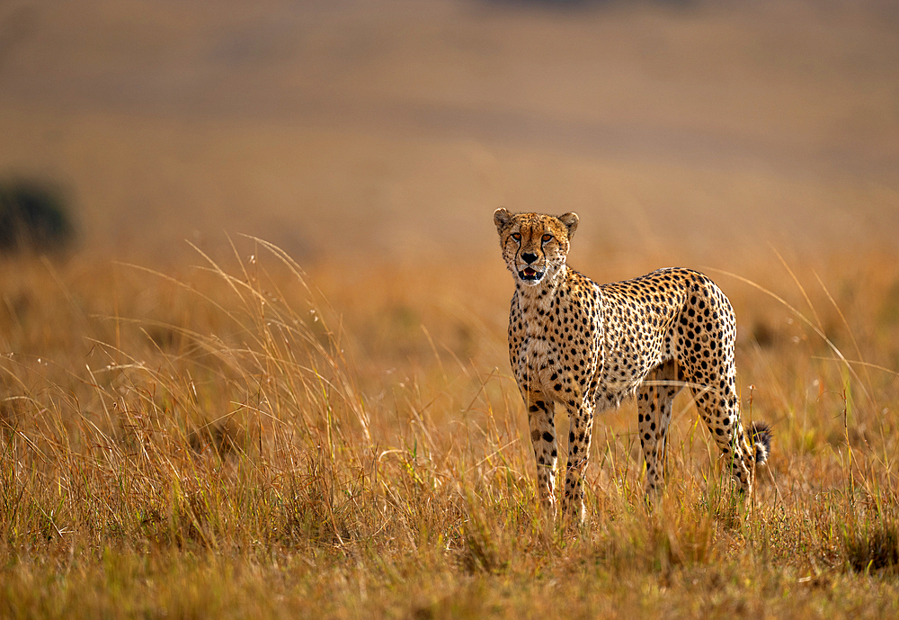 A male Cheetah (Acinonyx jubatus) in the Maasai Mara, Kenya, East Africa, Africa