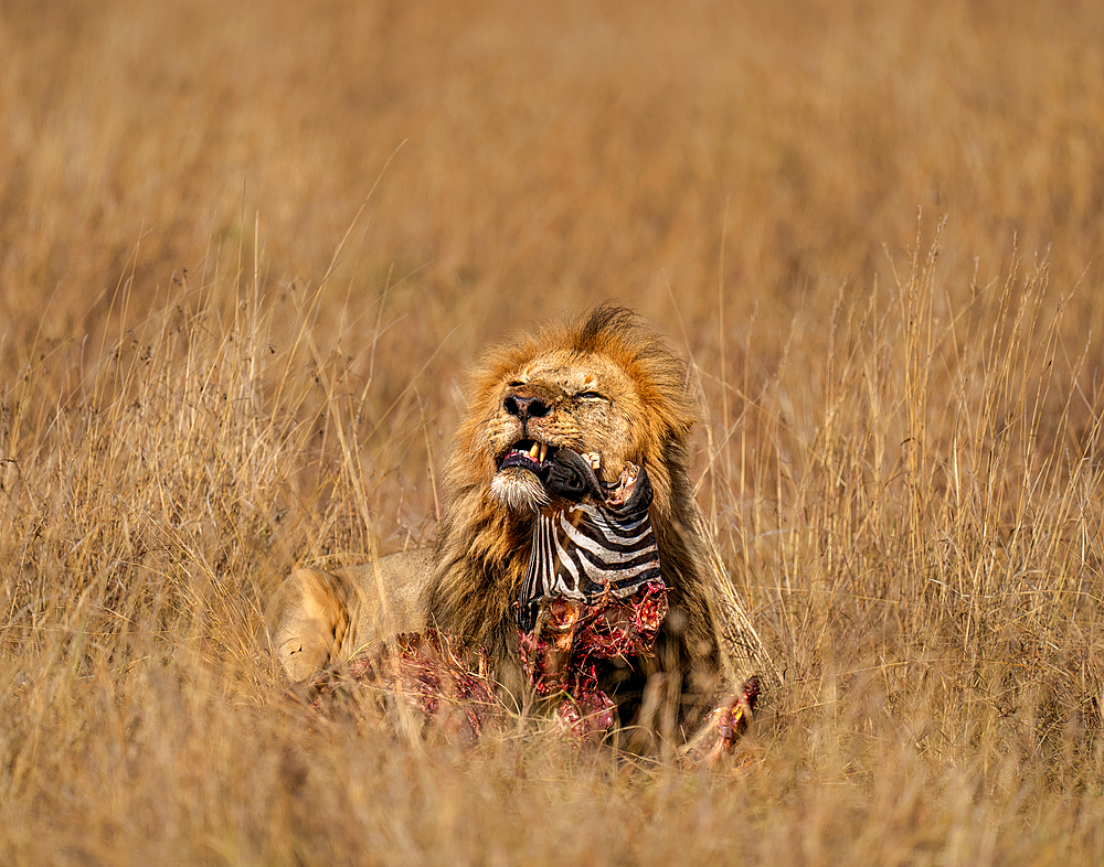 Adult male Lion (Panthera leo) consuming a Zebra head in the Maasai Mara, Kenya, East Africa, Africa