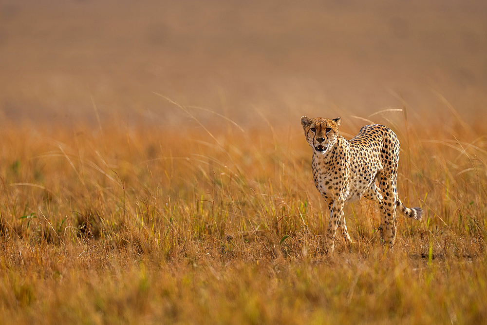 A male Cheetah (Acinonyx jubatus) in the Maasai Mara, Kenya, East Africa, Africa