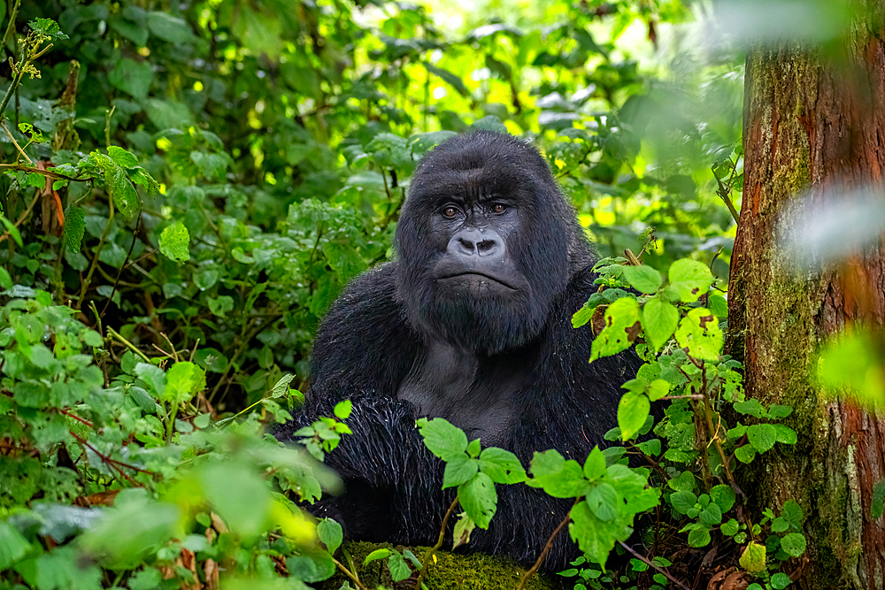 A Silverback mountain gorilla, a member of the Agasha family in the mountains of Volcanos National Park, Rwanda, Africa