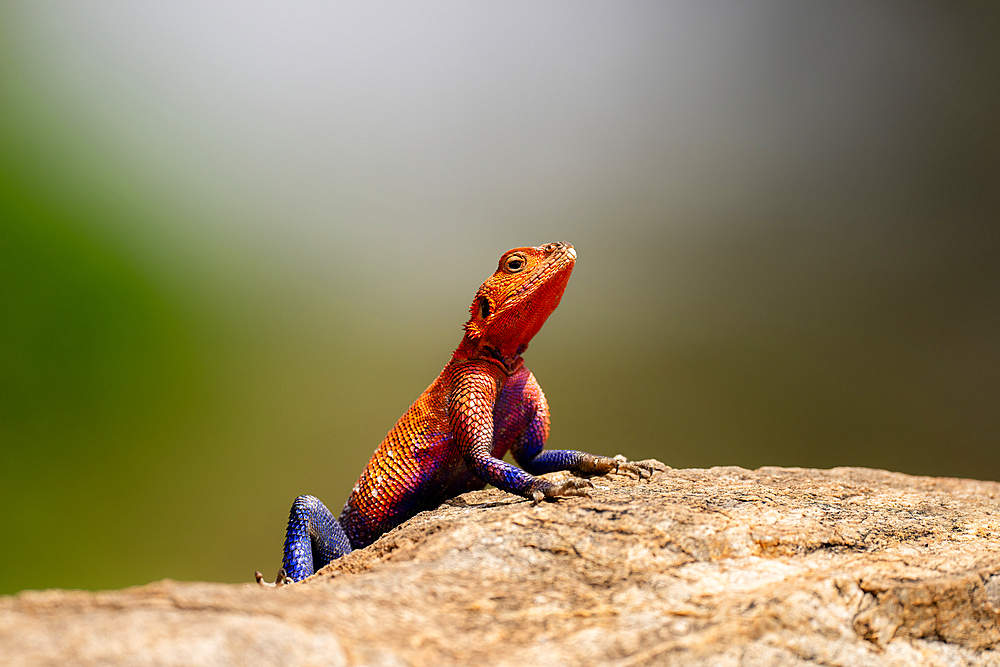 A red-headed Lizard (Agama agama) in the Maasai Mara, Kenya, East Africa, Africa