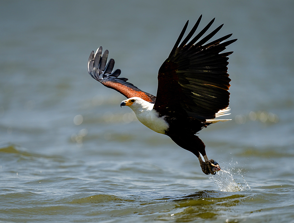 An African Fish Eagle (Icthyophaga vocifer), scooping a fish out of the water, Rwanda, Africa