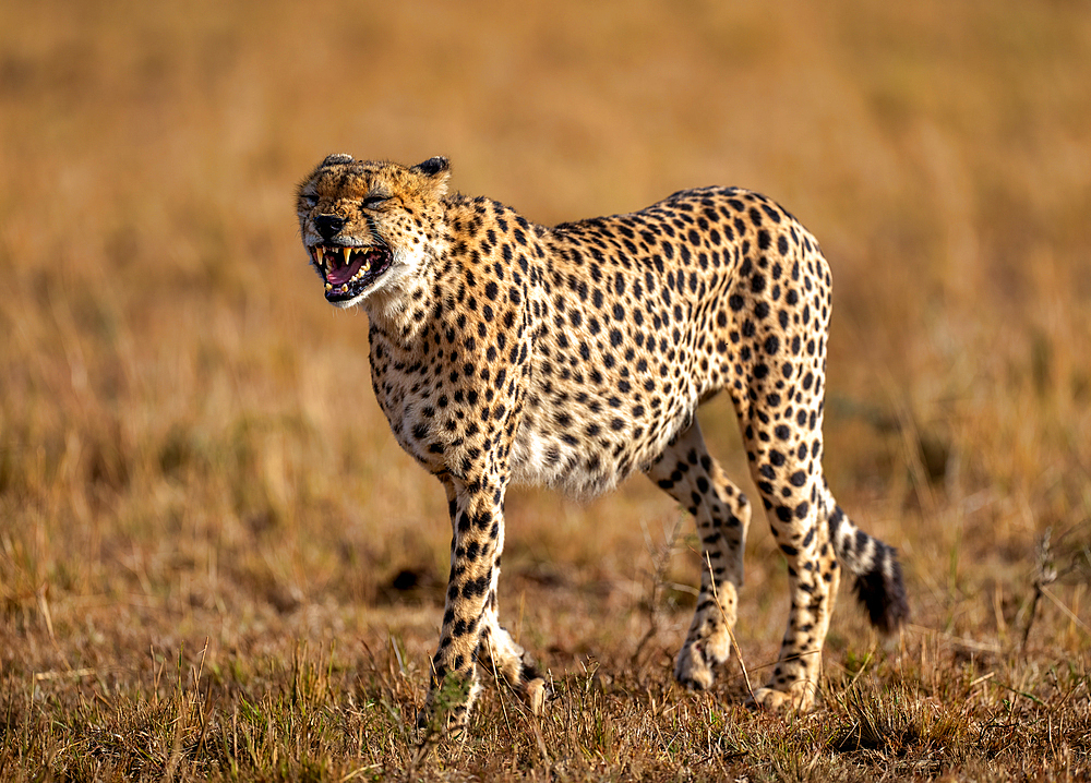 A male Cheetah (Acinonyx jubatus) in the Maasai Mara, Kenya, East Africa, Africa