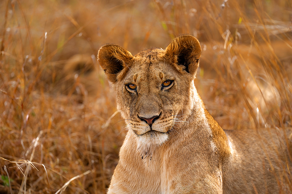 Adult female Lion (Panthera leo) in the Maasai Mara, Kenya, East Africa, Africa