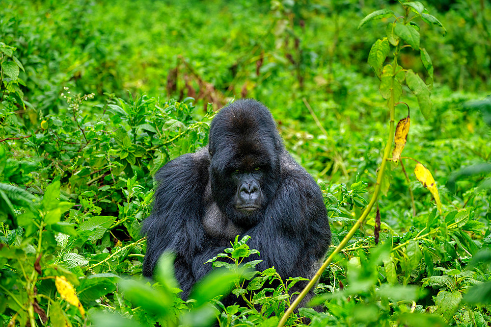 A Silverback mountain gorilla, a member of the Agasha family in the mountains of Volcanos National Park, Rwanda, Africa