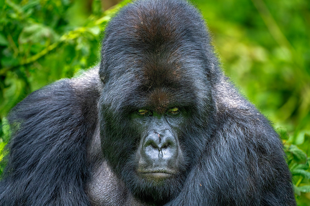 A Silverback mountain gorilla, a member of the Agasha family in the mountains of Volcanos National Park, Rwanda, Africa