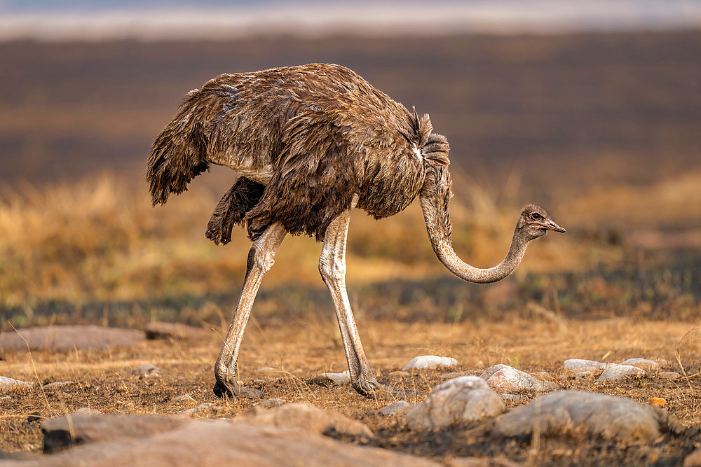 An Ostrich (Struthio), in the Maasai Mara, Kenya, East Africa, Africa