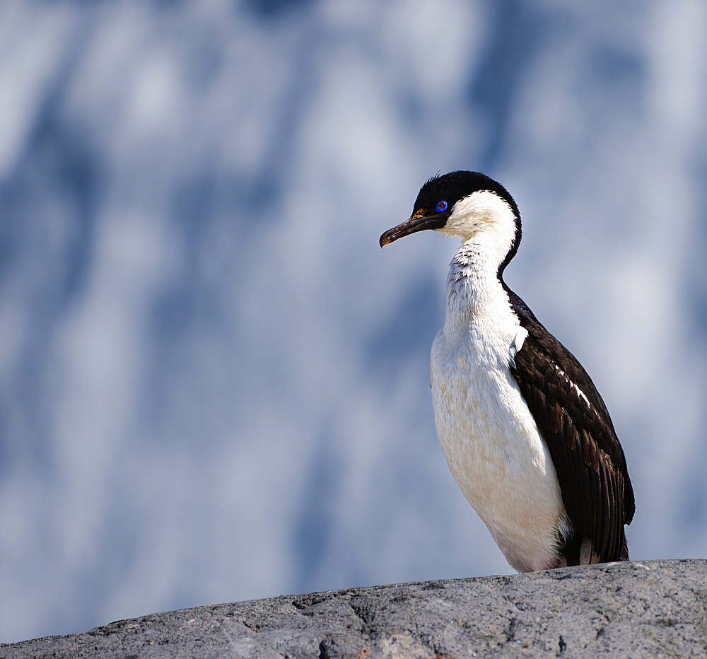 An Antarctic shag (Leucocarbo bransfieldensis), standing  on top of a rock in the Antarctic Peninsula, Polar Regions