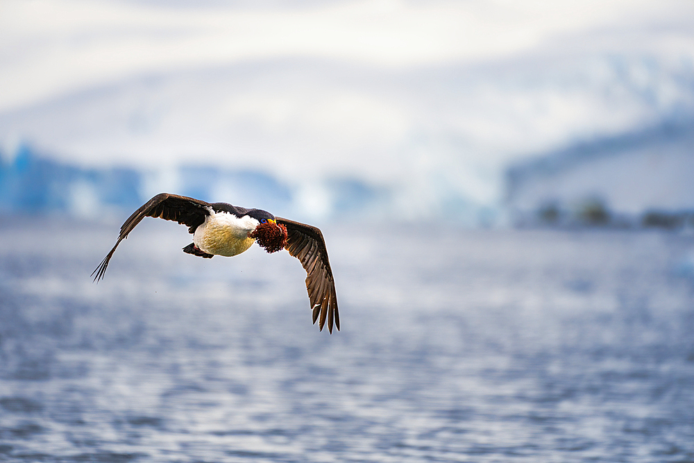 An Antarctic shag (Leucocarbo bransfieldensis), carries sea moss in the Antarctic Peninsula, Polar Regions