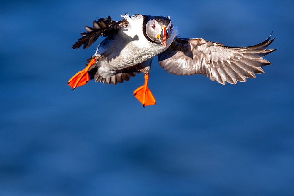 An Atlantic Puffin (Fratercula arctica), in flight in Borgarfjaroarhofn, Iceland, Polar Regions