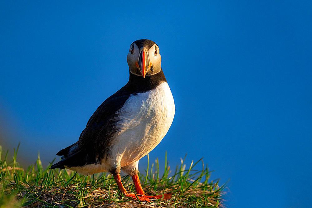 An Atlantic Puffin (Fratercula arctica), in Borgarfjaroarhofn, Iceland, Polar Regions