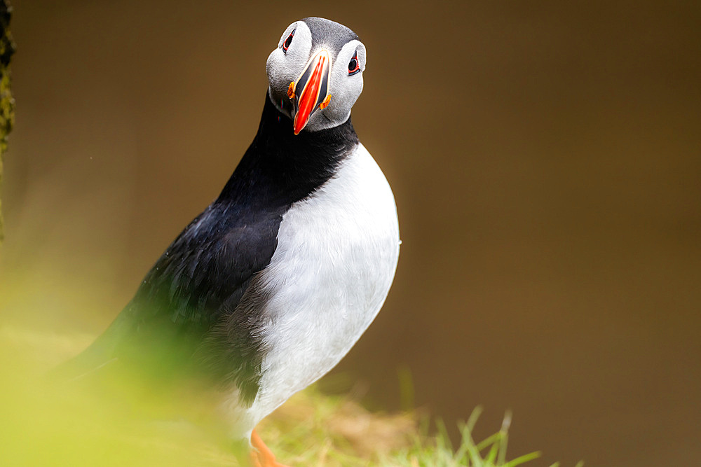 An Atlantic Puffin (Fratercula arctica), in Borgarfjaroarhofn, Iceland, Polar Regions