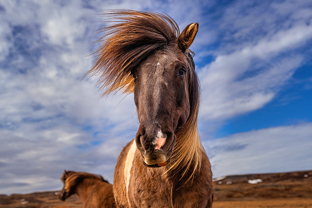 An Icelandic horse (Equus ferus caballus), looking down at the camera, Iceland, Polar Regions