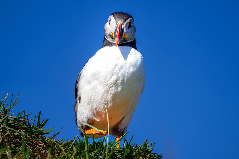 An Atlantic Puffin (Fratercula arctica), in Borgarfjaroarhofn, Iceland, Polar Regions