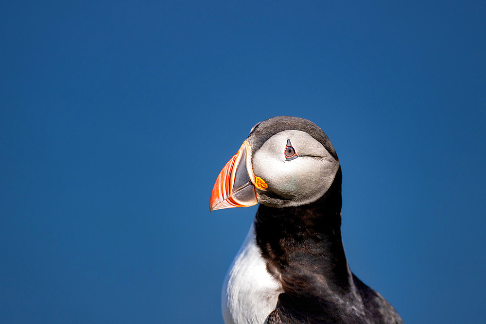 An Atlantic Puffin (Fratercula arctica), in Borgarfjaroarhofn, Iceland, Polar Regions