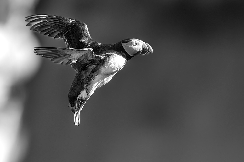 Black and whilte image of an Atlantic Puffin (Fratercula arctica), after having jumped from a cliff edge in Borgarfjaroarhofn, Iceland, Polar Regions