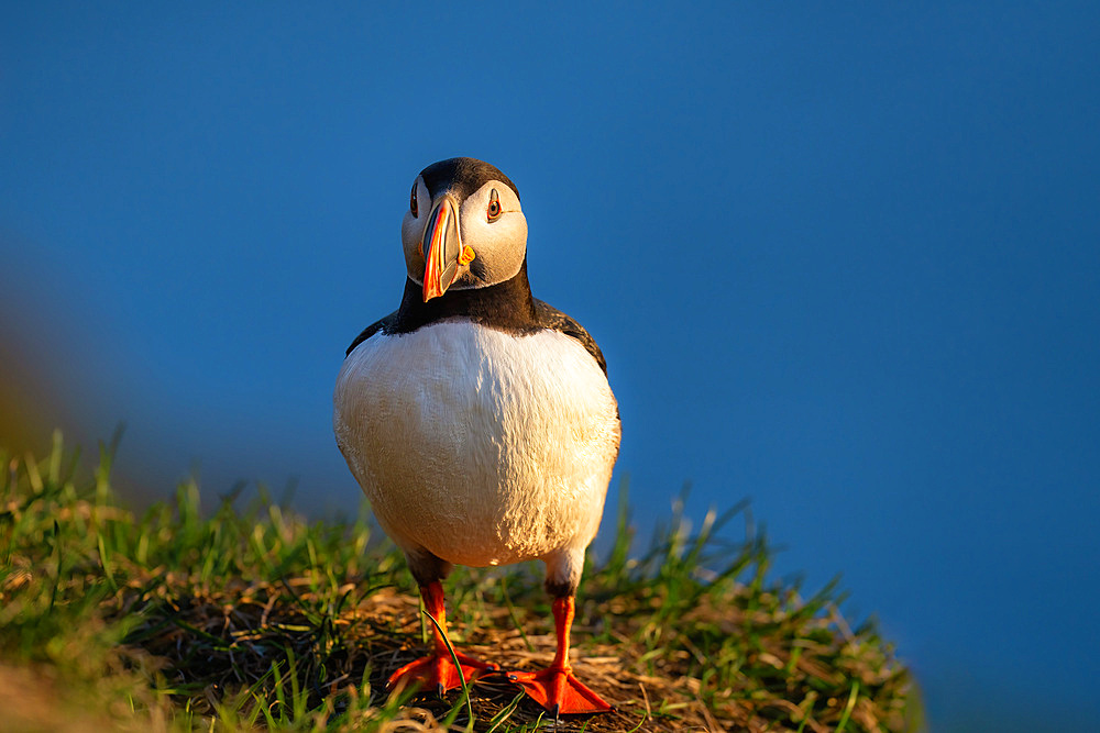 An Atlantic Puffin (Fratercula arctica), on a cliff edge in Borgarfjaroarhofn, Iceland, Polar Regions