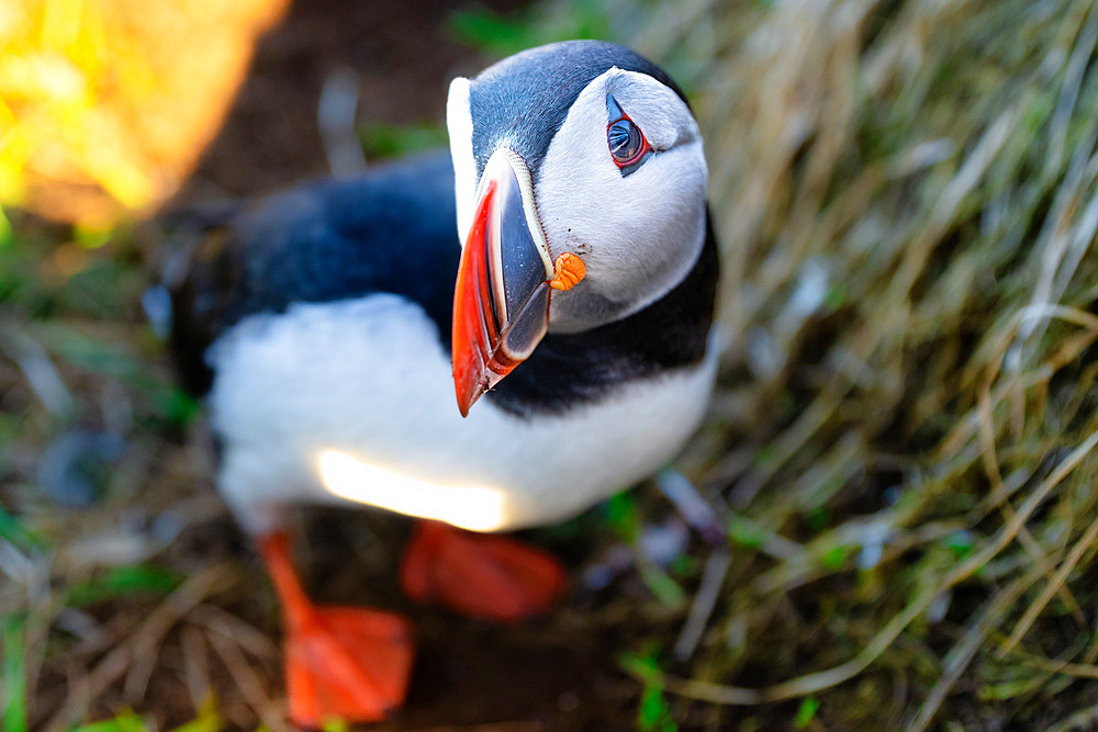 An Atlantic Puffin (Fratercula arctica), in Borgarfjaroarhofn, Iceland, Polar Regions