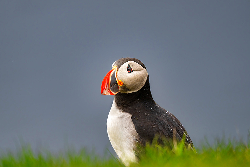 An Atlantic Puffin (Fratercula arctica), on a cliff edge in Westman Islands, Iceland, Polar Regions