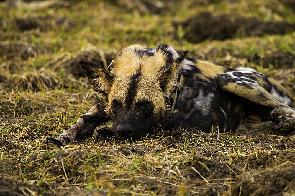 African Wild Dog rests in grass pasture, South Luangwa National Park, Zambia, Africa