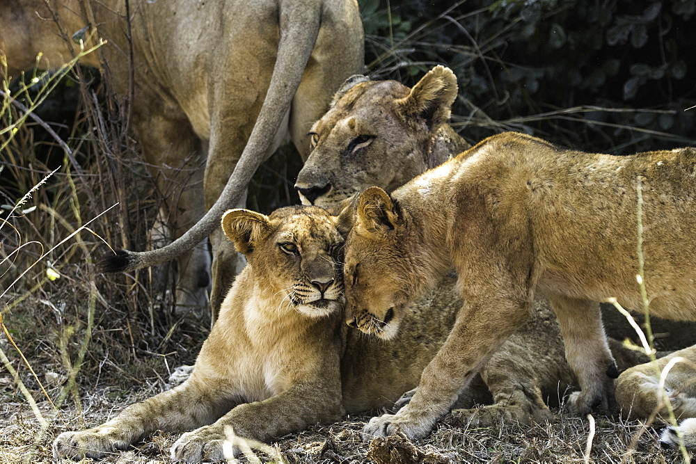 Young Lion affectionately head butts its sibling, South Luangwa National Park, Zambia, Africa