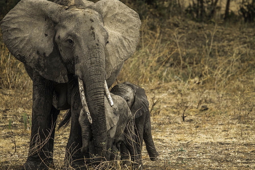 Mother Elephant and her two offspring walk through pasture, South Luangwa National Park, Zambia, Africa