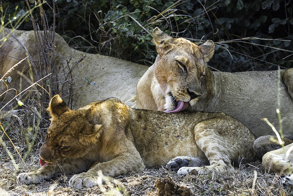 Mother Lion licks its offspring under shady bush, South Luangwa National Park, Zambia, Africa