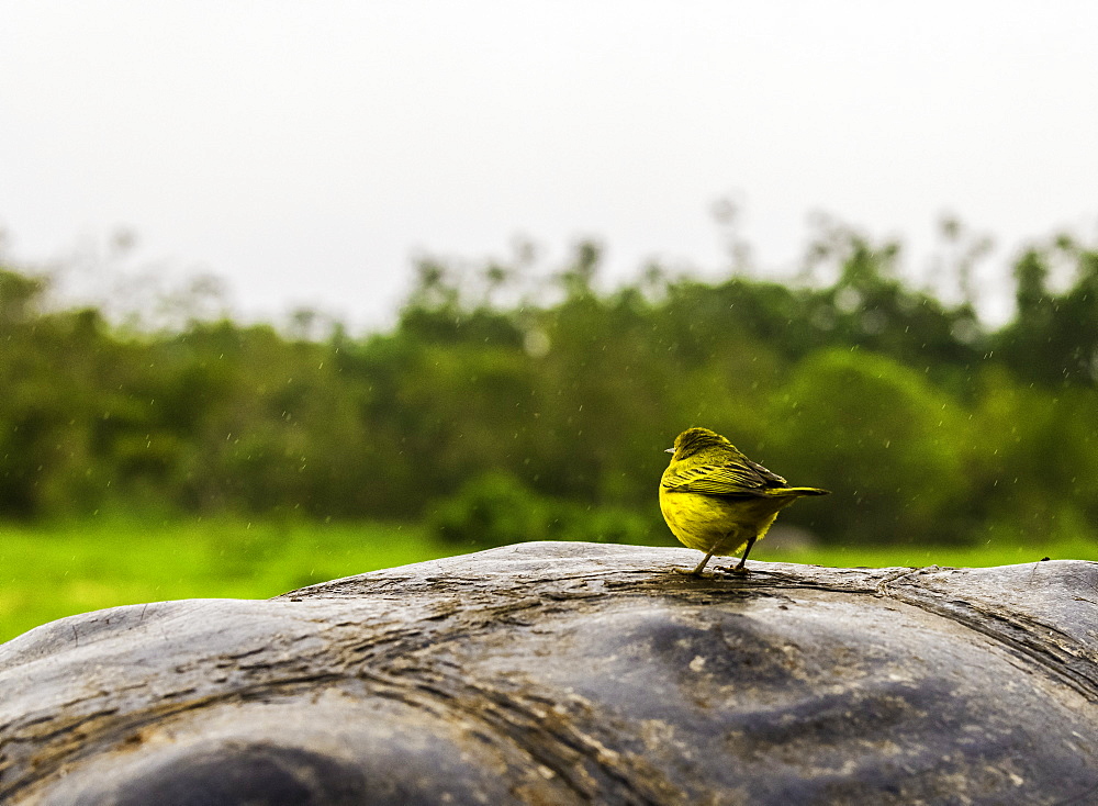 Galapagos Finch on Giant Tortoise shell, Ecuador, South America