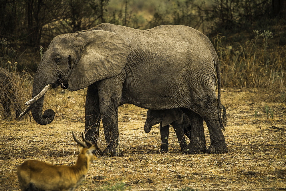 Mother Elephant and her offspring walk through pasture as an impala looks on, South Luangwa National Park, Zambia, Africa