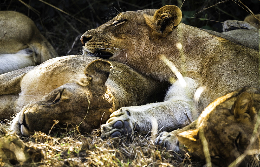 A pride of Lions nap under a shady bush, South Luangwa National Park, Zambia, Africa