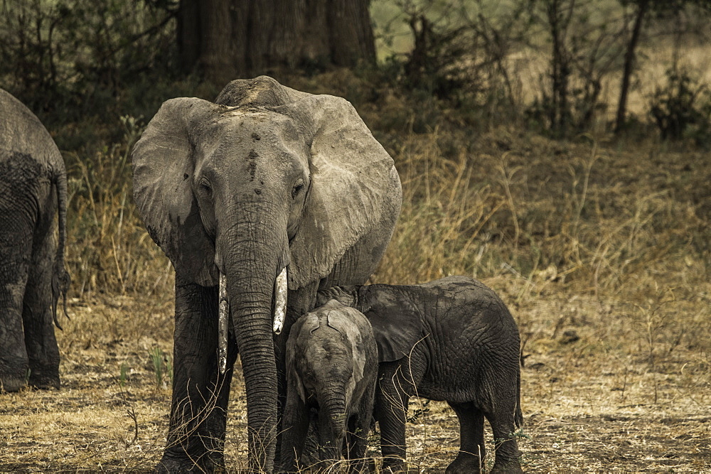 Mother Elephant and her two offspring walk through pasture, South Luangwa National Park, Zambia, Africa