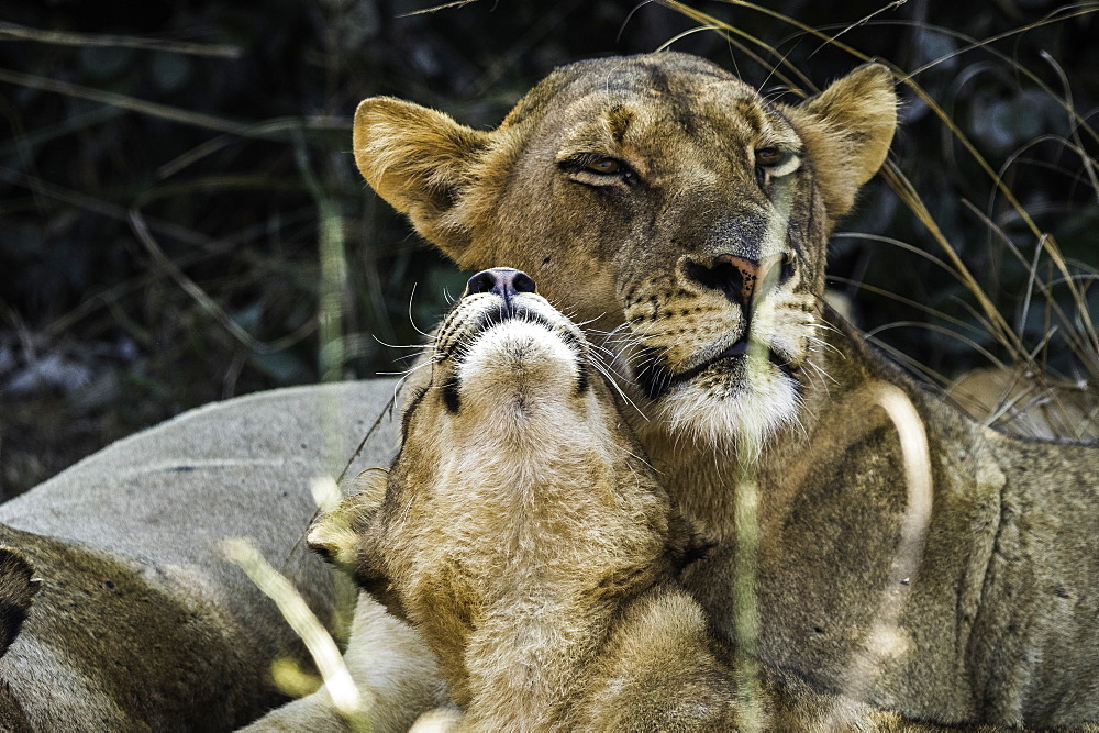 Young Lion shows affection to its mother while resting under a shady bush, South Luangwa National Park, Zambia, Africa