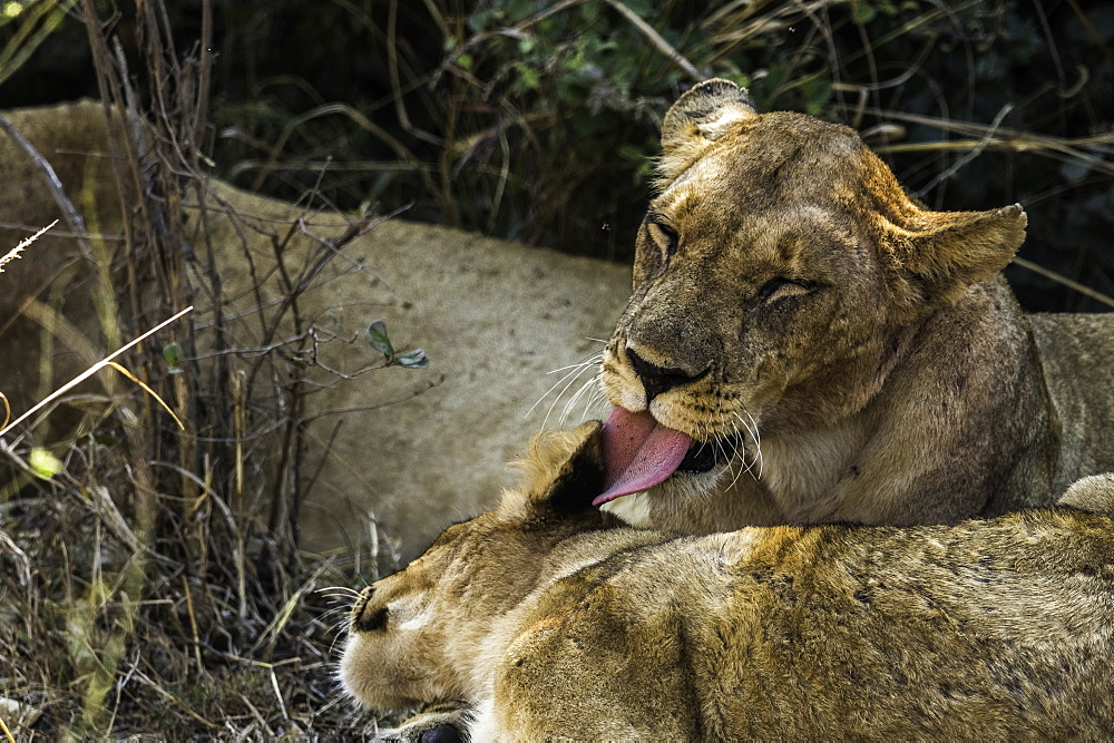 Mother Lion licks its offspring under shady bush, South Luangwa National Park, Zambia, Africa