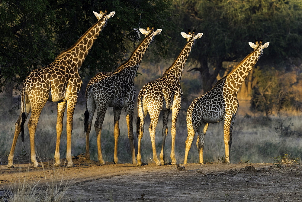 Herd of Giraffe stare off into the distance, South Luangwa National Park, Zambia, Africa