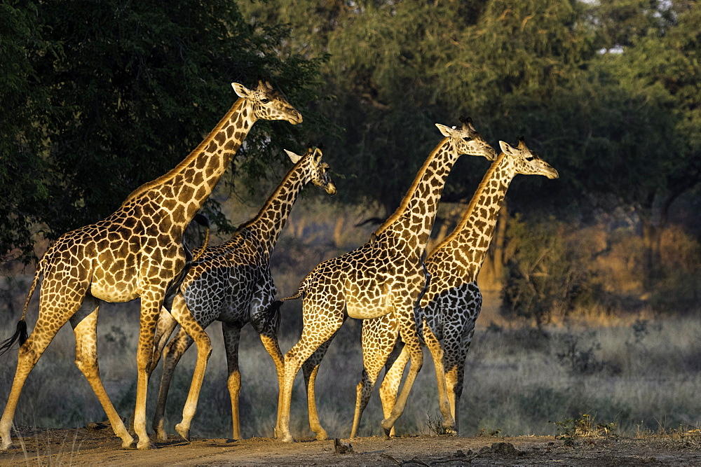 Herd of Giraffe walk through open pasture, South Luangwa National Park, Zambia, Africa