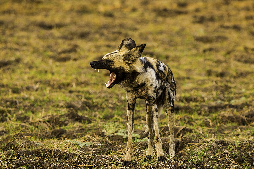 African Wild Dog yawns in grass pasture, South Luangwa National Park, Zambia, Africa