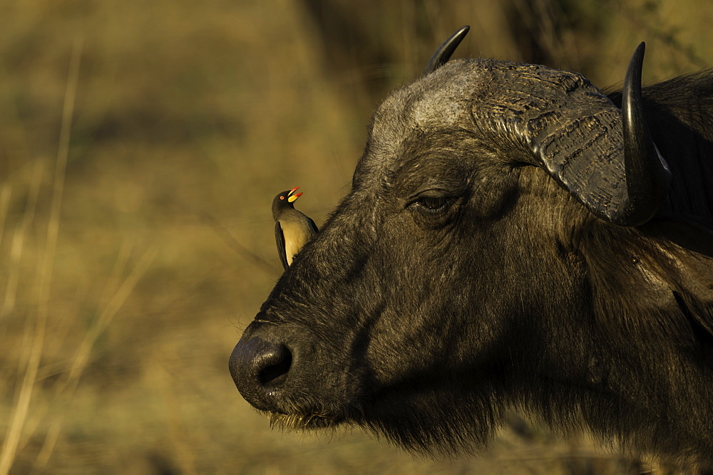 Red Billed Oxpecker sitting on the head of an African Cape Buffalo, South Luangwa National Park, Zambia, Africa