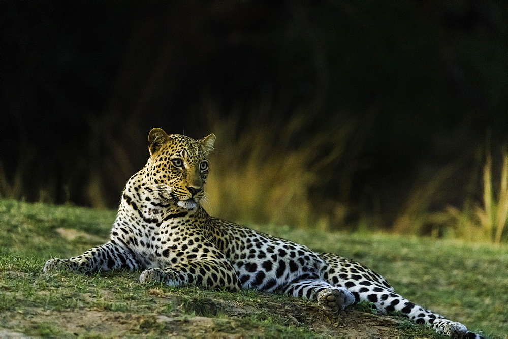 Camouflaged Leopard rests in grass patch as it turns dusk, South Luangwa National Park, Zambia, Africa