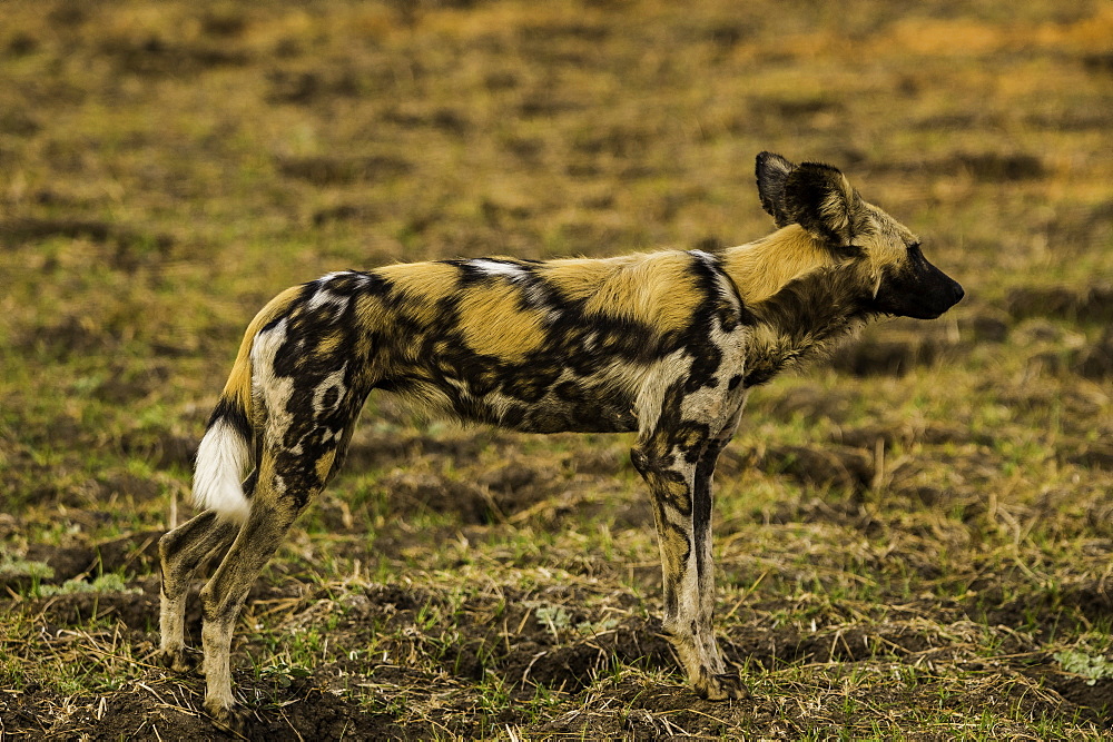 African Wild Dog stands poised in grass pasture, South Luangwa National Park, Zambia, Africa