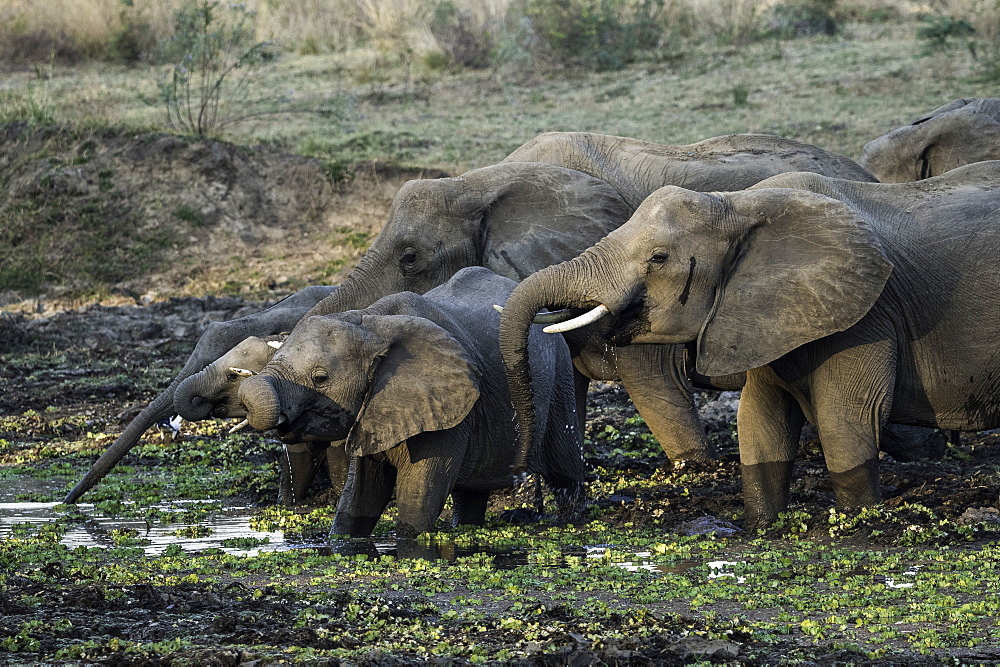 Group of African Elephants drinking at watering hole, South Luangwa National Park, Zambia, Africa