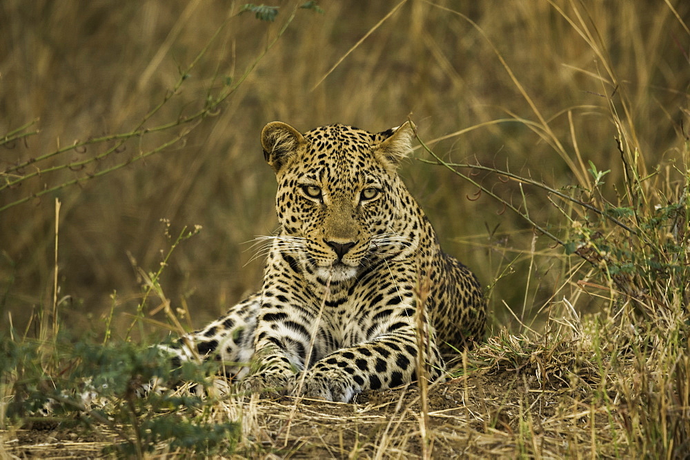 Camouflaged Leopard rests in brush and tall grass, South Luangwa National Park, Zambia, Africa