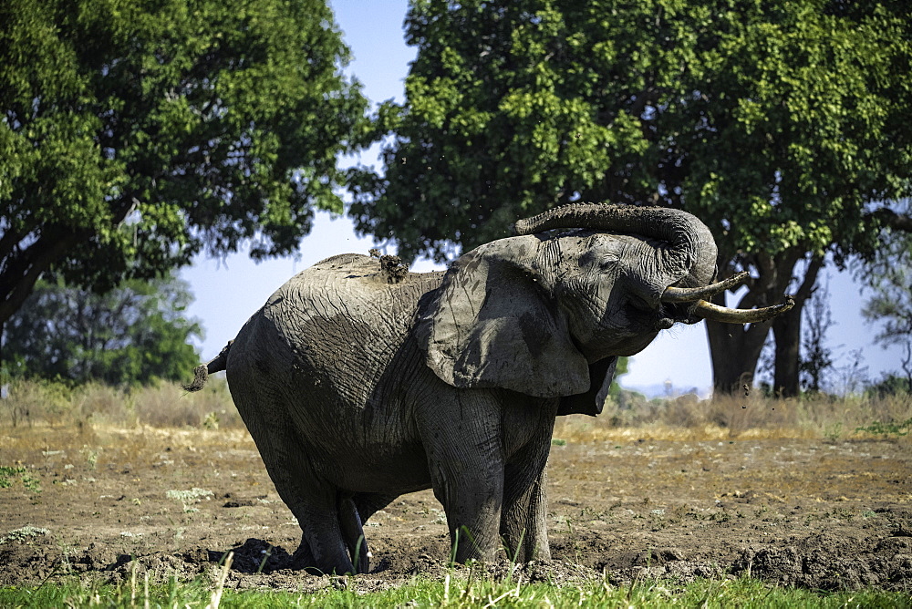 African Elephant throws mud on its back to cool, South Luangwa National Park, Zambia, Africa