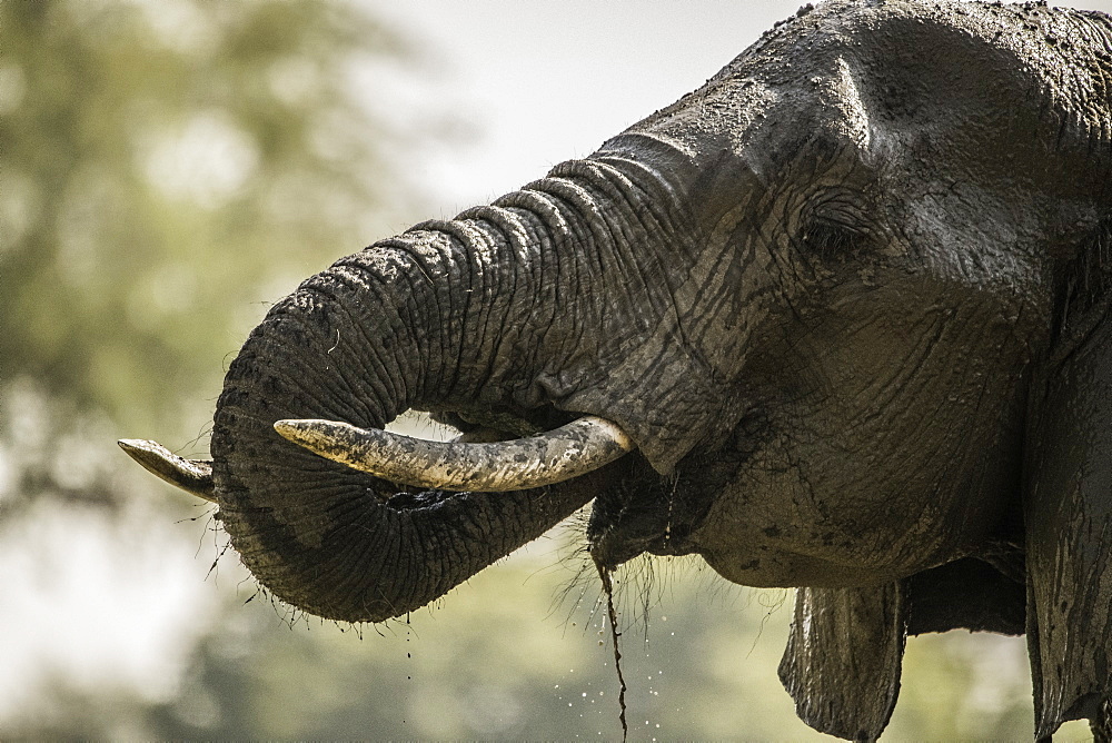 African Elephant drinks from muddy watering hole, South Luangwa National Park, Zambia, Africa