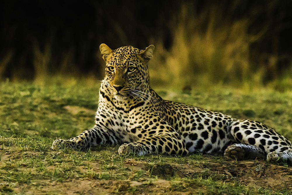 Camouflaged Leopard rests in grass patch as it turns dusk, South Luangwa National Park, Zambia, Africa