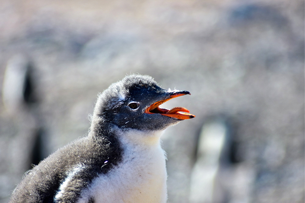 Antarctic Gentoo Penguin panting due to summer heat wave, Antarctica, Polar Regions