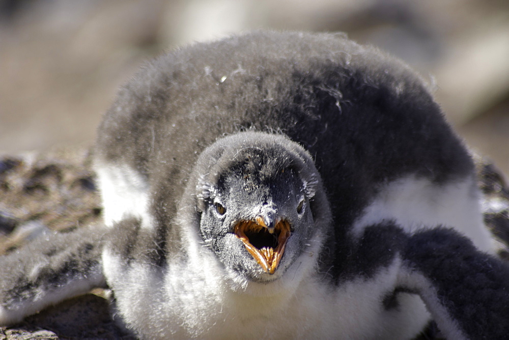 Antarctic Gentoo Penguin panting due to summer heat wave, Antarctica, Polar Regions