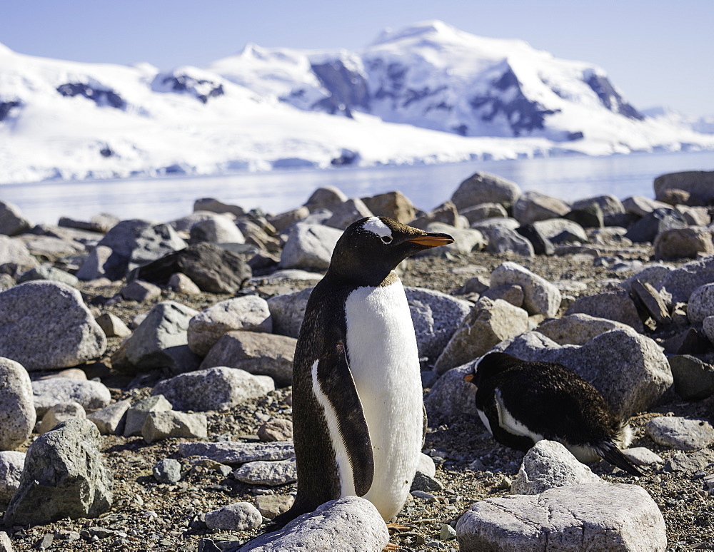 Antarctic Gentoo Penguin standing among rocks on beach, Antarctica, Polar Regions