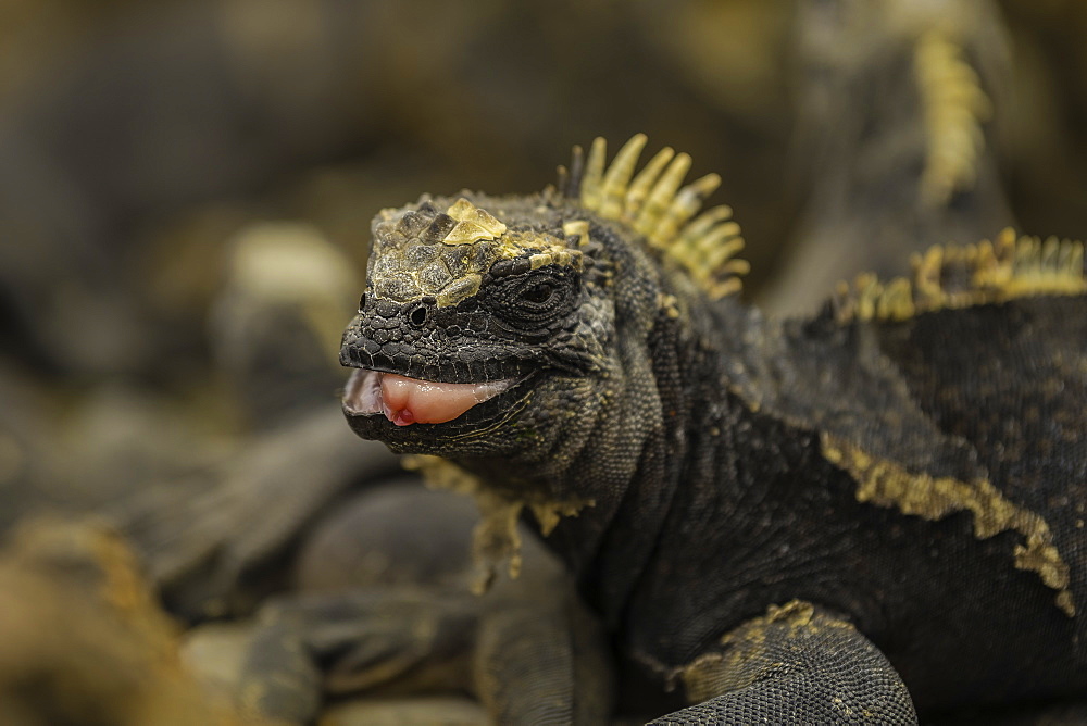 Sea Iguana with its tongue sticking out, Isabela Island, Galapagos, Ecuador, South America