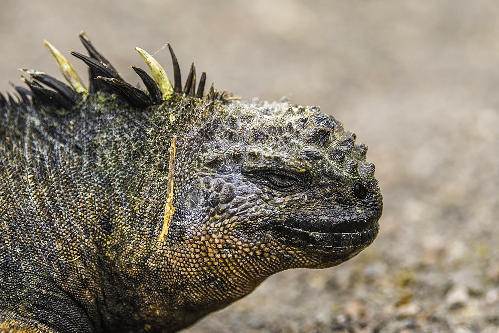 Sea Iguana resting on rocky beach, Isabela Island, Galapagos, Ecuador, South America